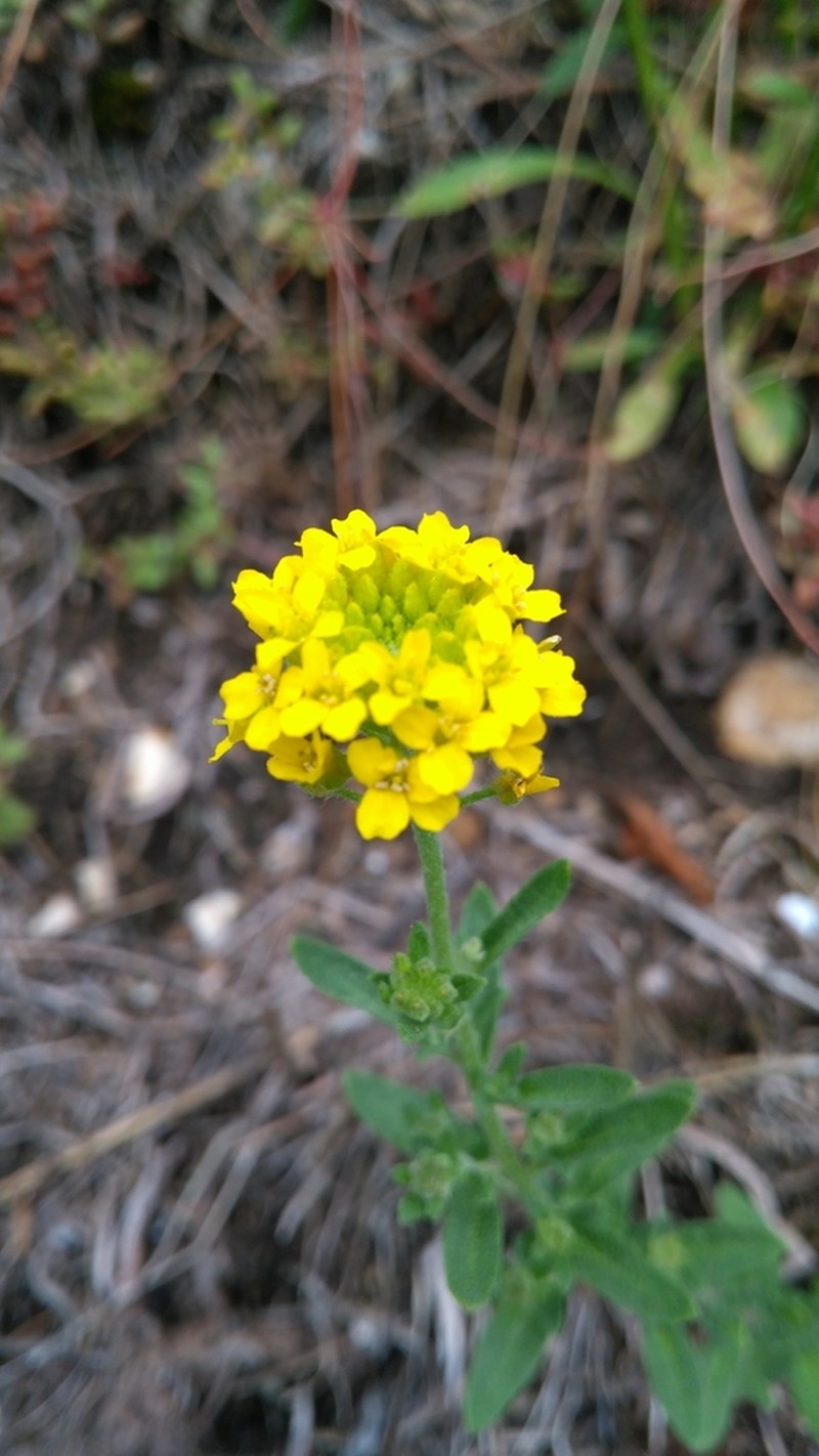 Alyssum repens