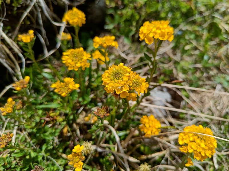 Alyssum repens photo 2