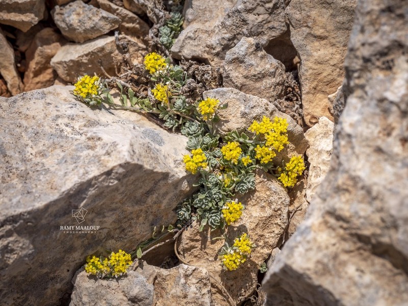 Alyssum repens photo 3
