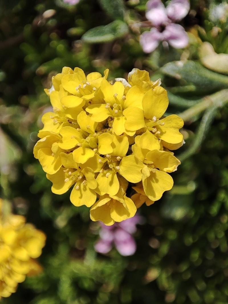 Alyssum repens photo 4