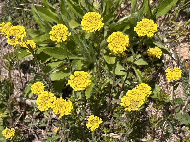 Alyssum repens photo 6