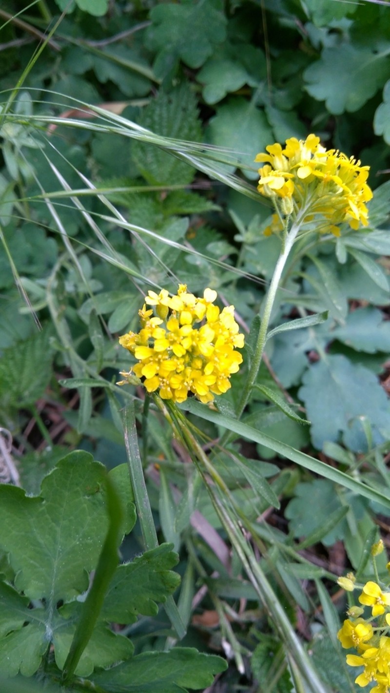 Alyssum repens photo 7