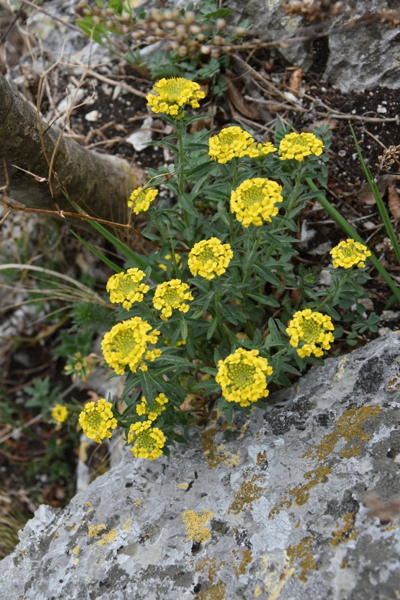 Alyssum repens photo 8