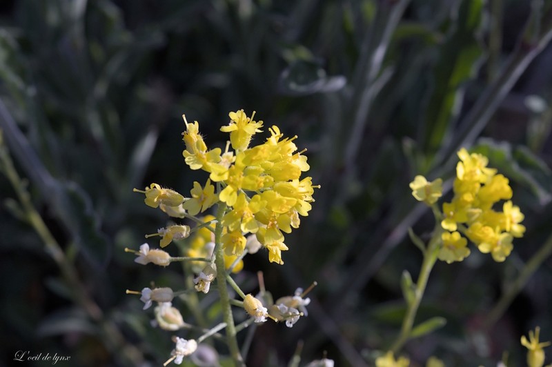 Alyssum rhodanense