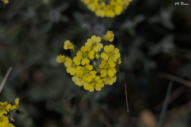 Alyssum rhodanense photo 2