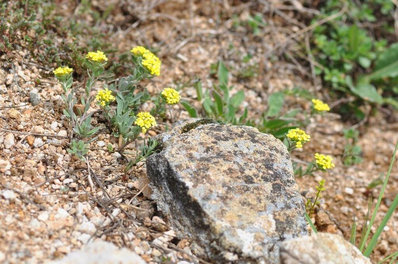 Alyssum rossetii