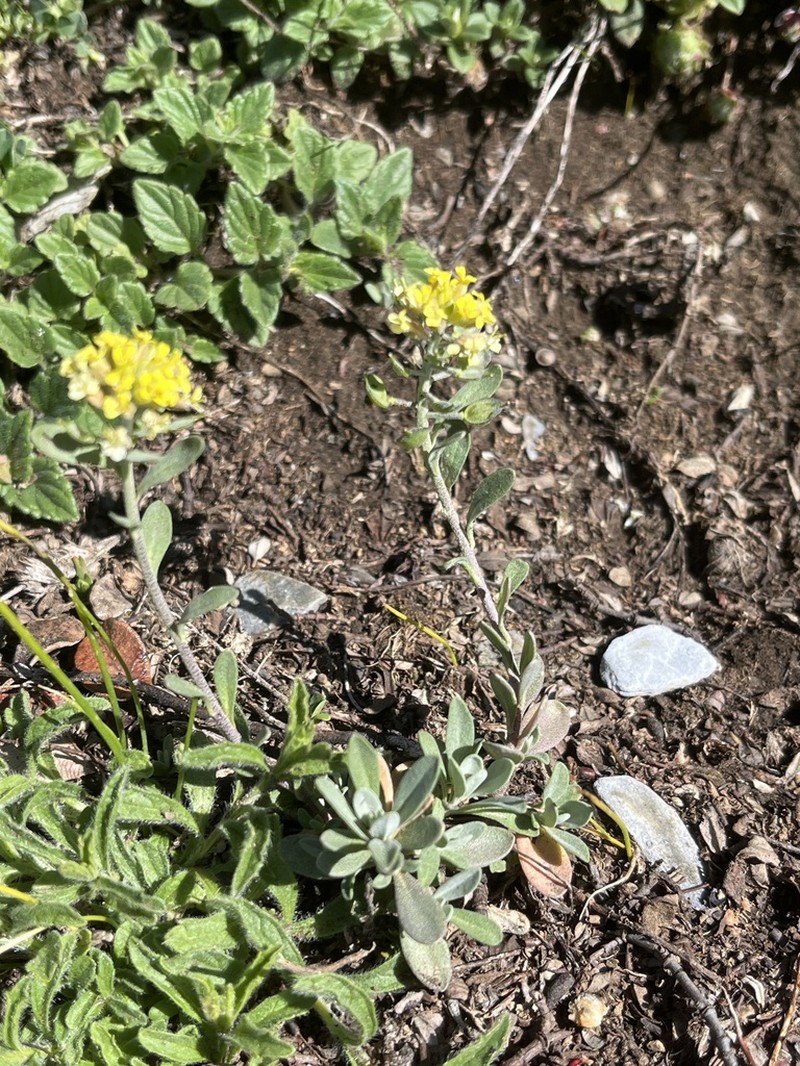 Alyssum rossetii photo 2