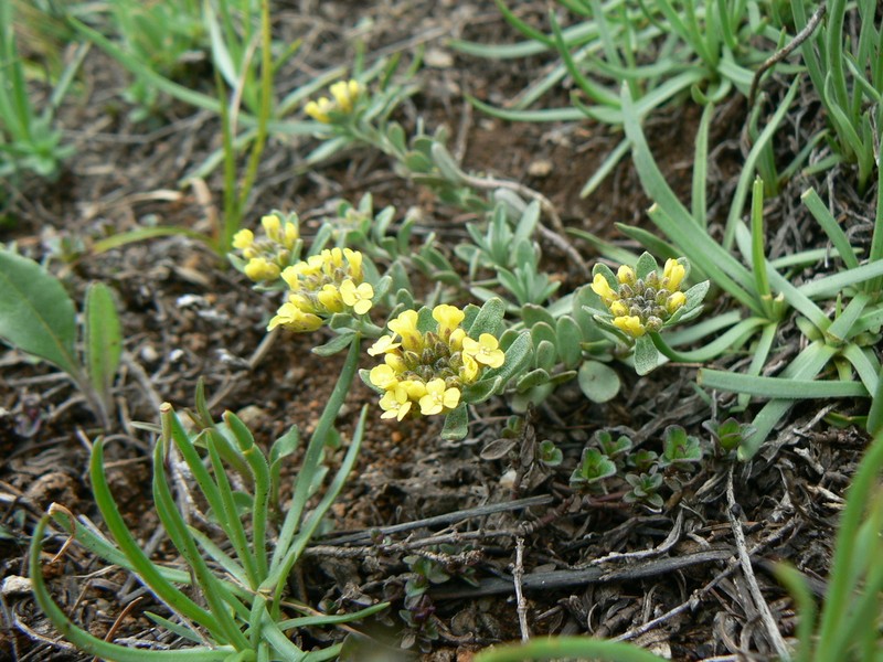 Alyssum rossetii photo 3