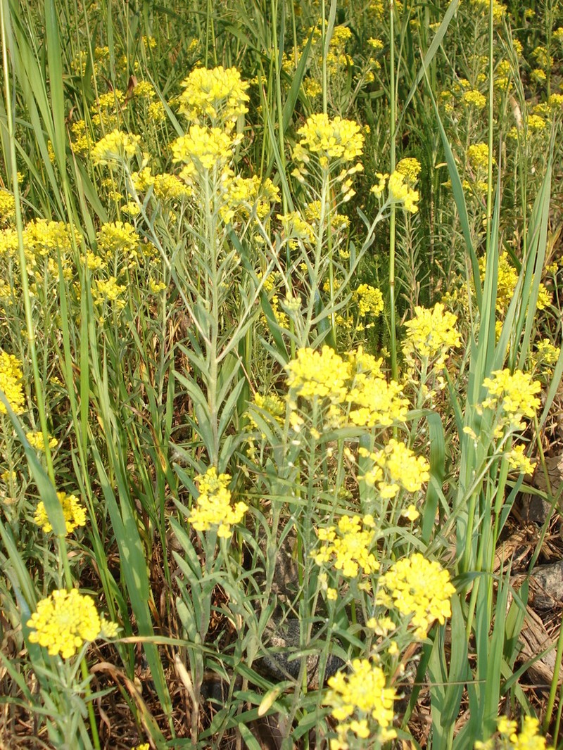 Alyssum rostratum photo 2