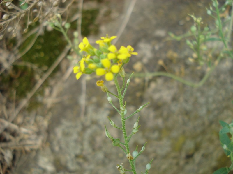 Alyssum rostratum photo 3
