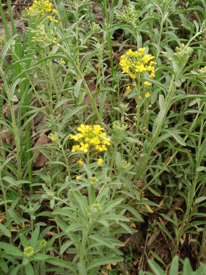 Alyssum rostratum photo 4