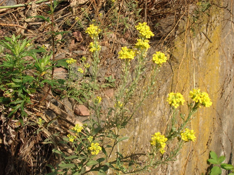 Alyssum rostratum photo 5