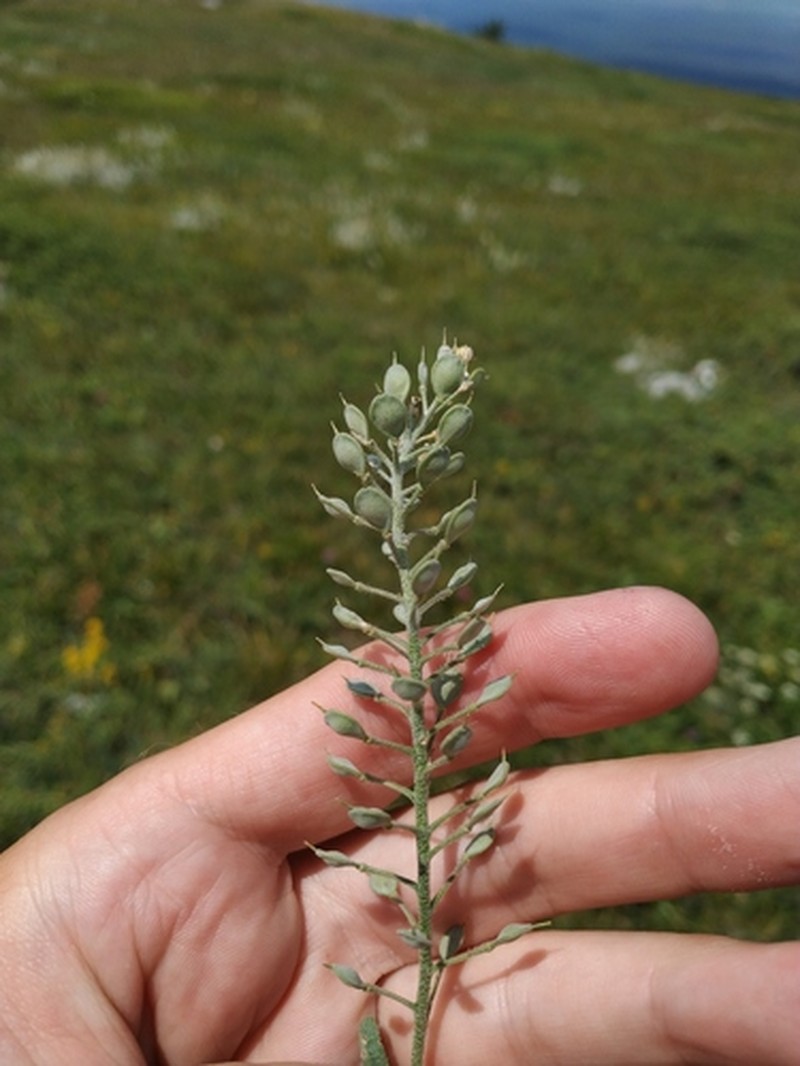 Alyssum rostratum photo 6