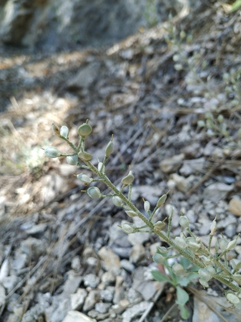 Alyssum rostratum photo 7