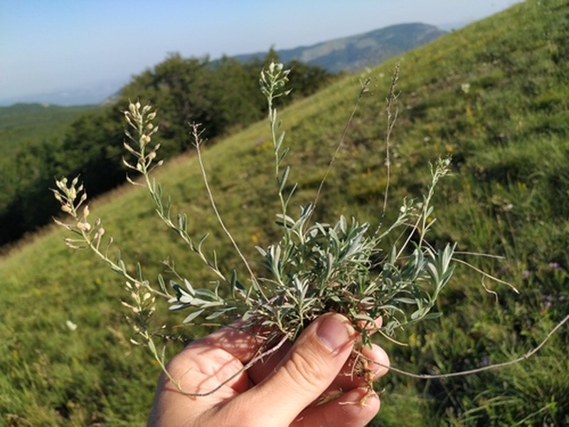 Alyssum rostratum photo 8