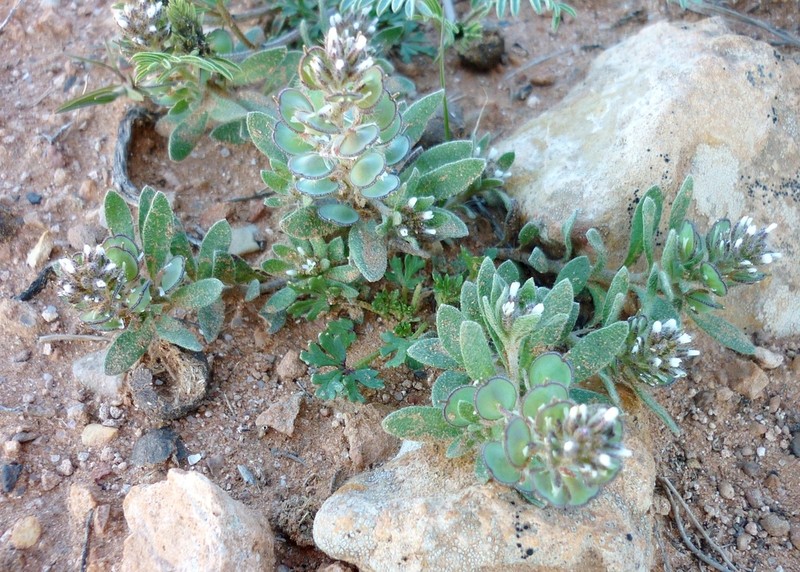 Alyssum scutigerum