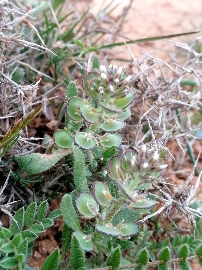 Alyssum scutigerum photo 2