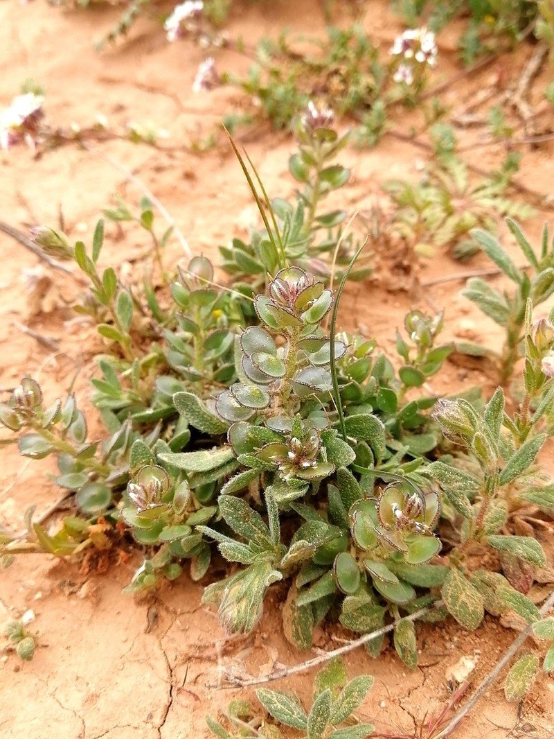 Alyssum scutigerum photo 3