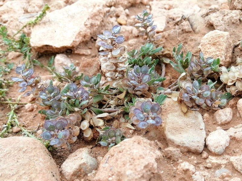 Alyssum scutigerum photo 4