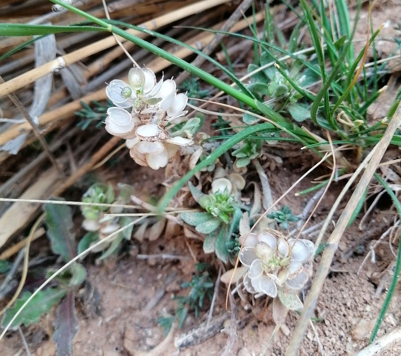 Alyssum scutigerum photo 5