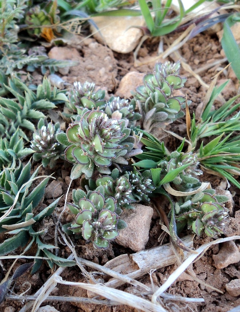 Alyssum scutigerum photo 6