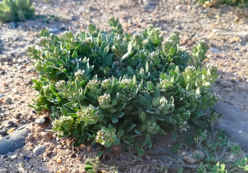 Alyssum scutigerum photo 7
