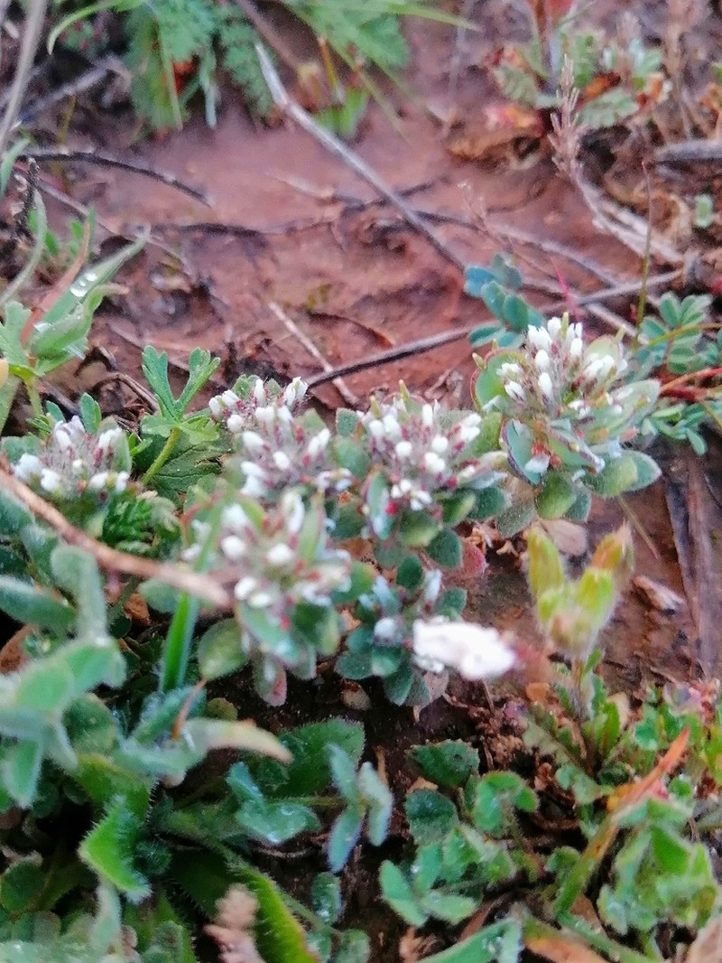 Alyssum scutigerum photo 8