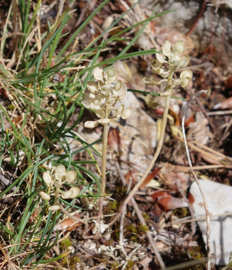 Alyssum siculum