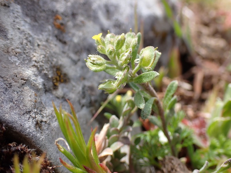 Alyssum siculum photo 2