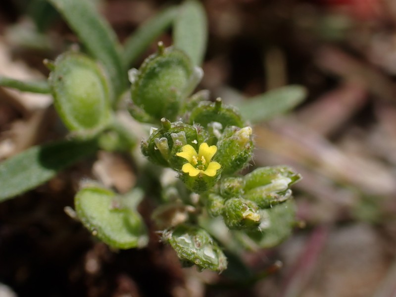 Alyssum siculum photo 3