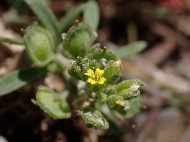 Alyssum siculum photo 5