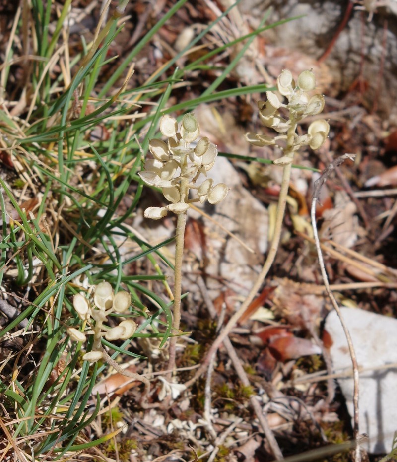 Alyssum siculum photo 6