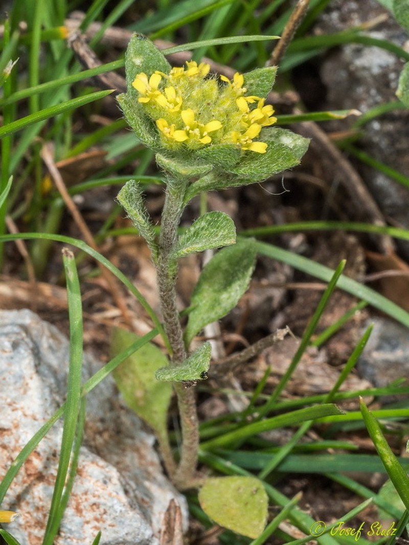 Alyssum photo 2