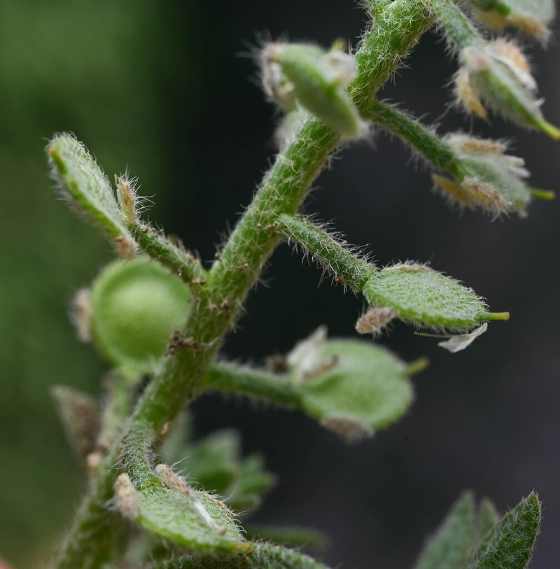 Alyssum photo 3