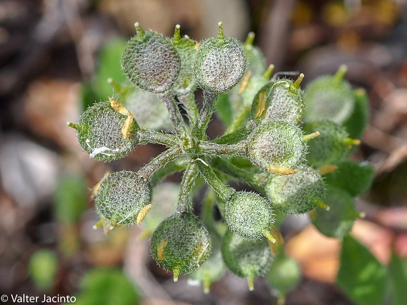 Alyssum photo 4