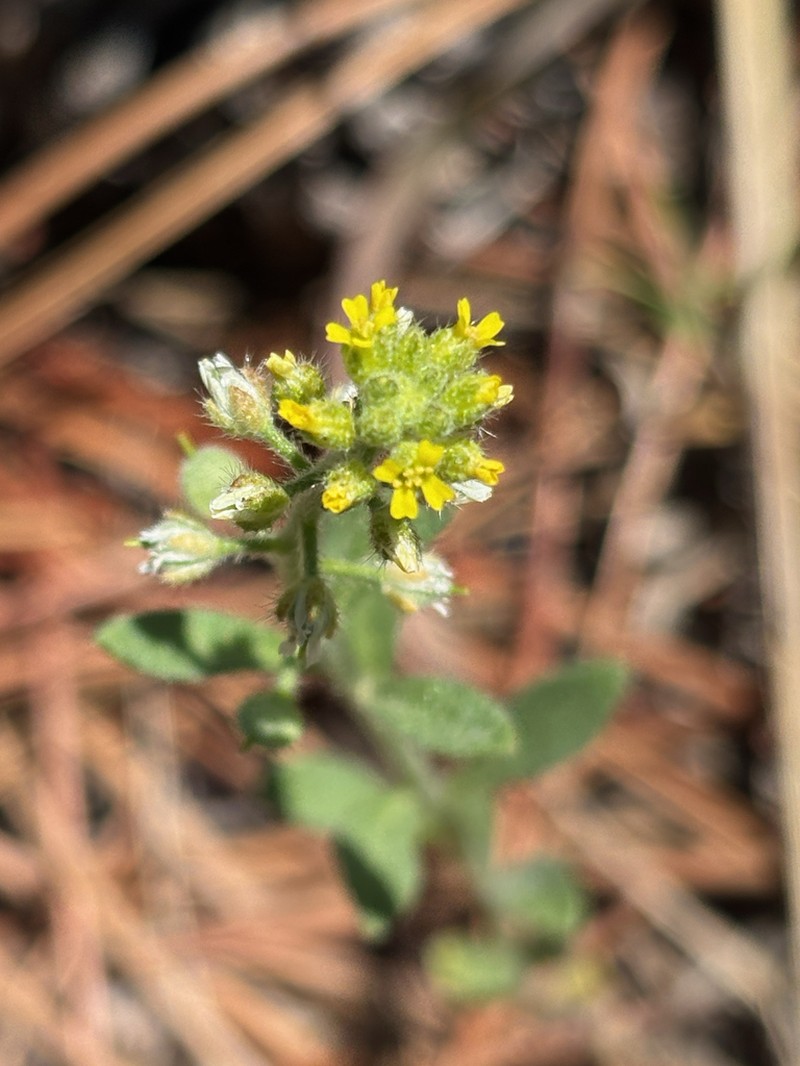 Alyssum photo 6