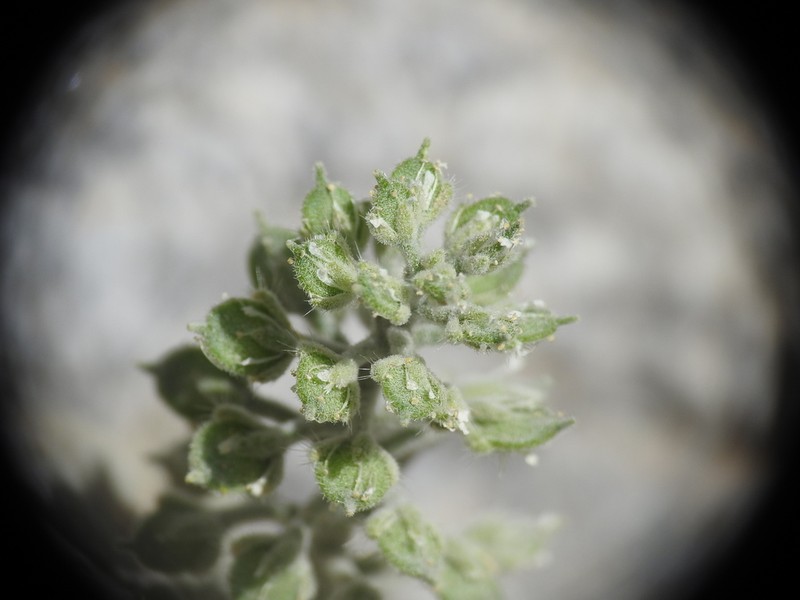 Alyssum photo 7