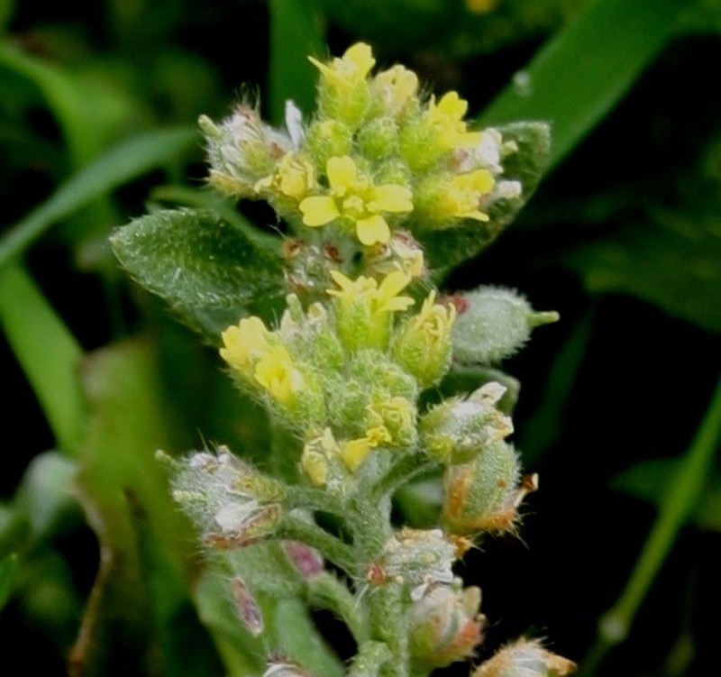 Alyssum photo 8