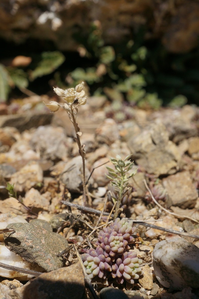 Alyssum smyrnaeum