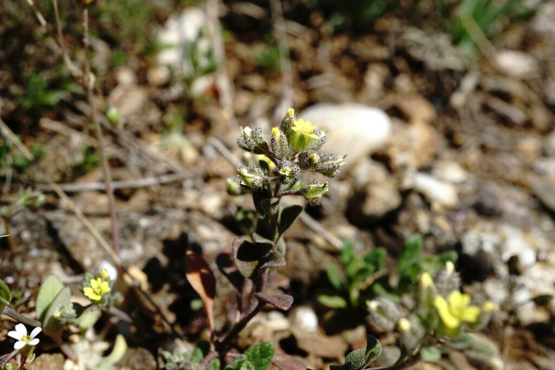 Alyssum smyrnaeum photo 2