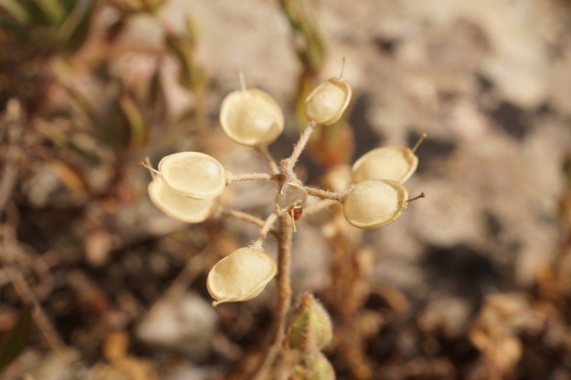 Alyssum smyrnaeum photo 3
