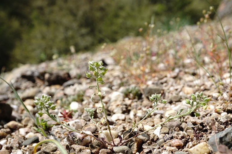 Alyssum smyrnaeum photo 4