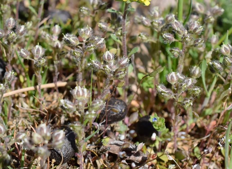 Alyssum smyrnaeum photo 5