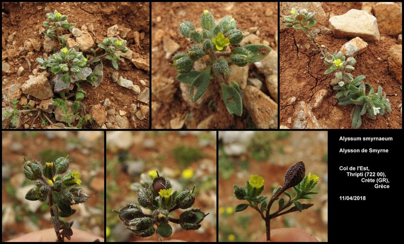Alyssum smyrnaeum photo 6