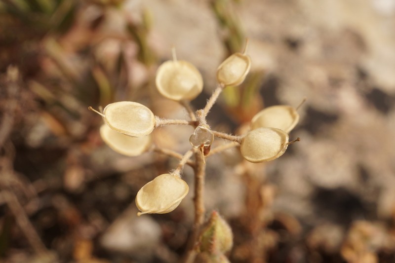 Alyssum smyrnaeum photo 7