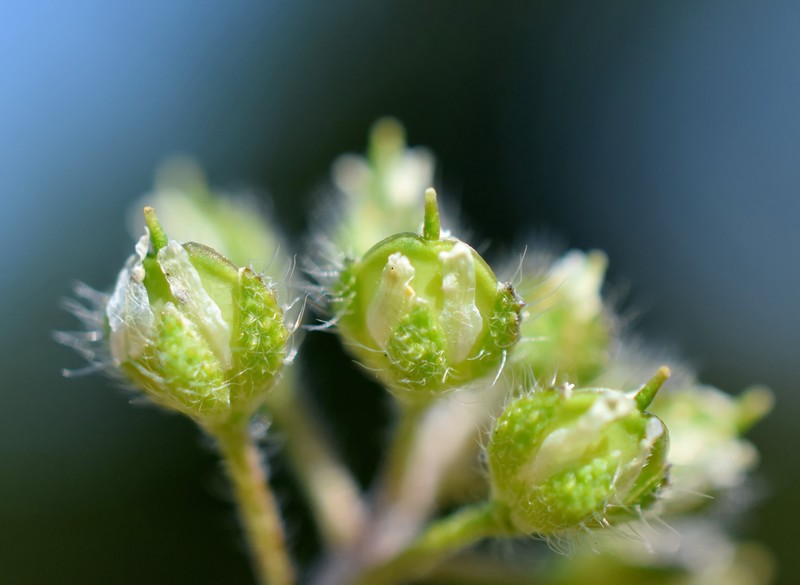 Alyssum smyrnaeum photo 8