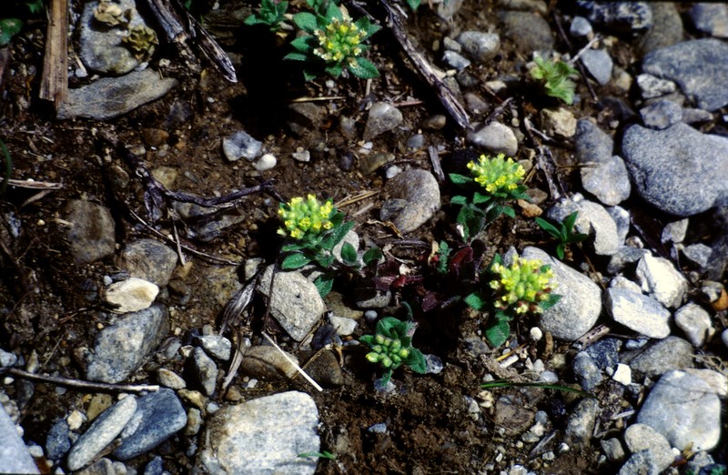 Alyssum sphacioticum