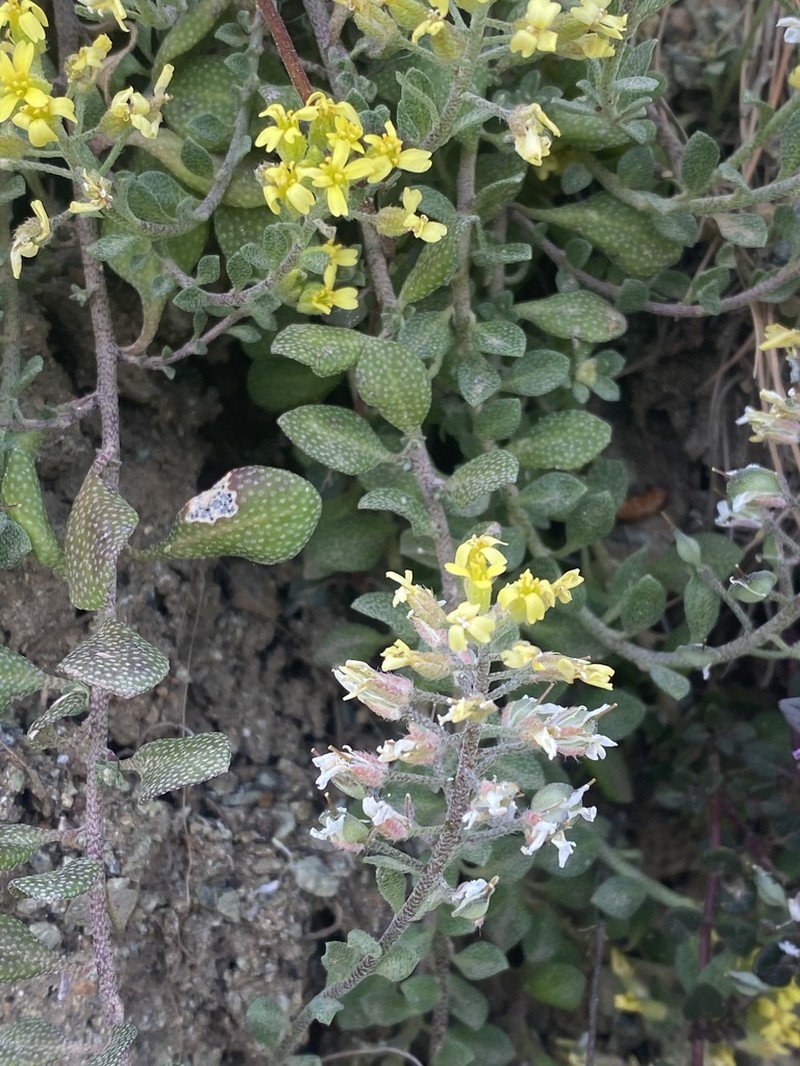 Alyssum spruneri