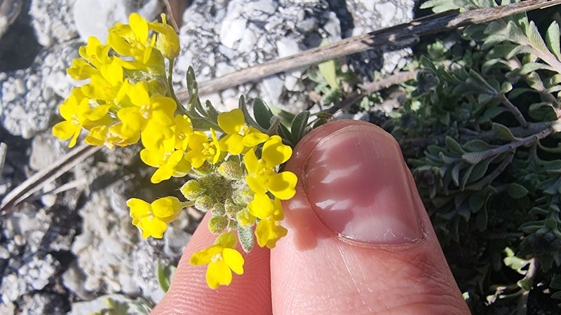 Alyssum spruneri photo 2