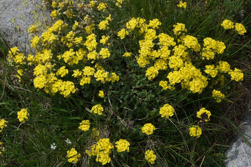 Alyssum spruneri photo 3